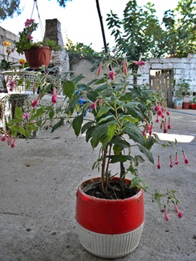 Name:  DSCN7918.JPG
Views: 621
Size:  66.9 KB