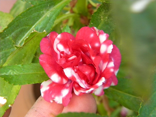 Name:  DSCN7926.JPG
Views: 650
Size:  68.3 KB