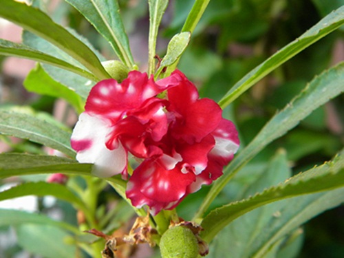 Name:  DSCN7927.JPG
Views: 639
Size:  69.0 KB