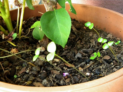 Name:  DSCN7925.JPG
Views: 603
Size:  67.8 KB