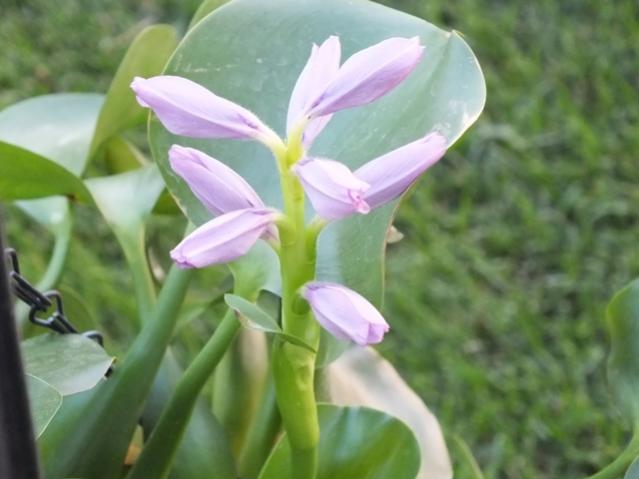 Name:  DSCF2181.jpg
Views: 711
Size:  33.3 KB