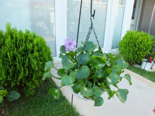 Name:  DSCF2213.jpg
Views: 641
Size:  52.1 KB
