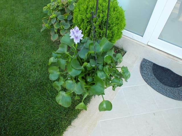 Name:  DSCF2236.jpg
Views: 651
Size:  52.9 KB
