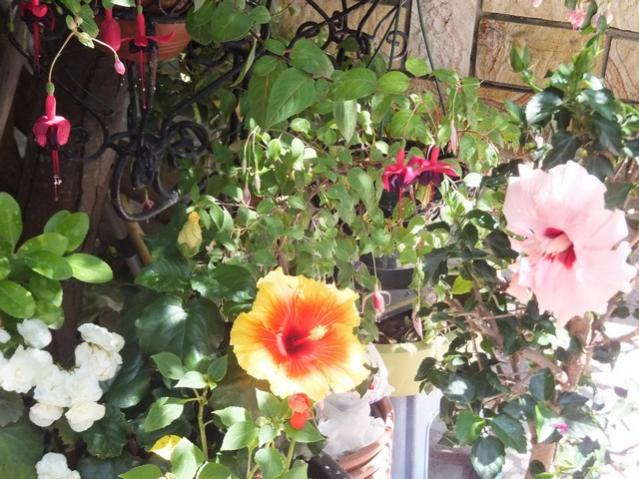 Name:  DSCF9036.jpg
Views: 302
Size:  64.2 KB