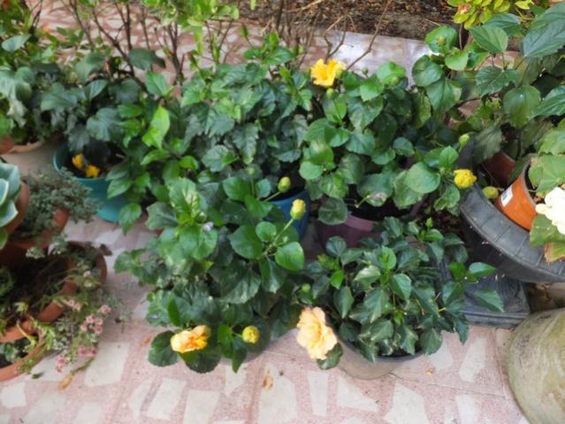 Name:  DSCF9043.jpg
Views: 309
Size:  60.3 KB