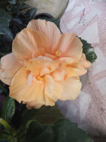 Name:  DSCF9044.jpg
Views: 294
Size:  45.4 KB