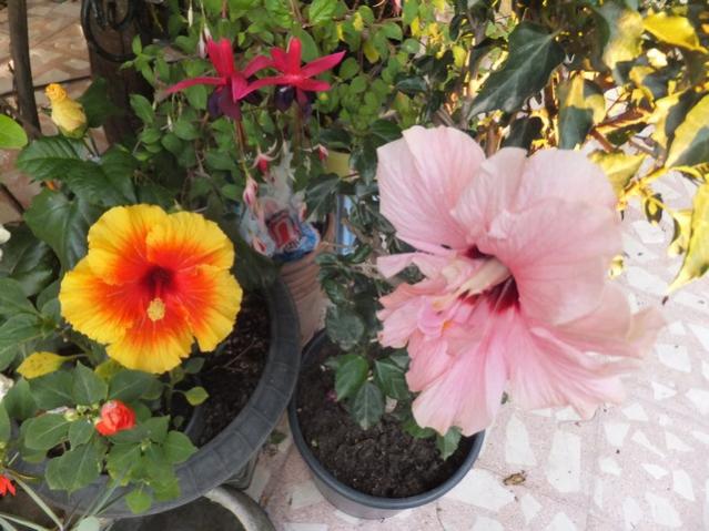 Name:  DSCF9045.jpg
Views: 319
Size:  54.2 KB
