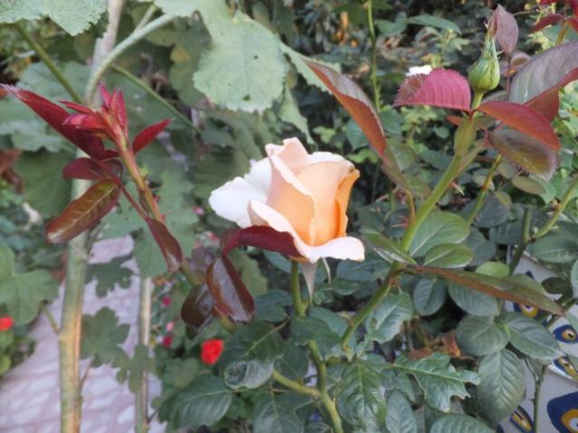 Name:  DSCF9047.jpg
Views: 274
Size:  49.1 KB