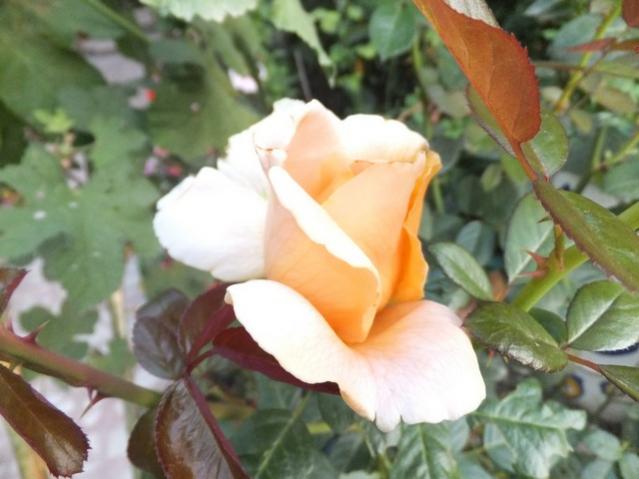 Name:  DSCF9049.jpg
Views: 283
Size:  38.2 KB