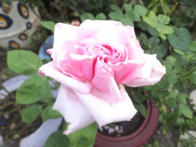 Name:  DSCF9050.jpg
Views: 293
Size:  34.4 KB