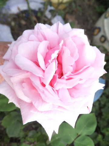 Name:  DSCF9052.jpg
Views: 284
Size:  46.6 KB