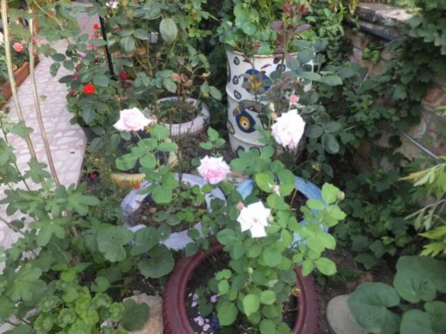 Name:  DSCF9053.jpg
Views: 301
Size:  61.3 KB