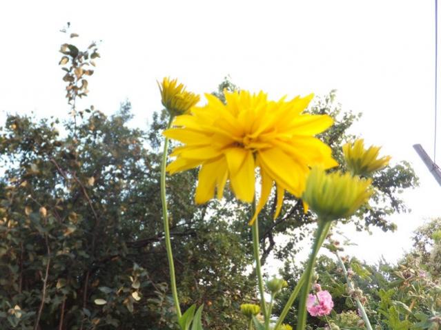 Name:  DSCF9056.jpg
Views: 301
Size:  49.7 KB