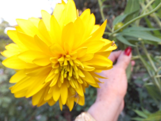 Name:  DSCF9060.jpg
Views: 291
Size:  61.4 KB