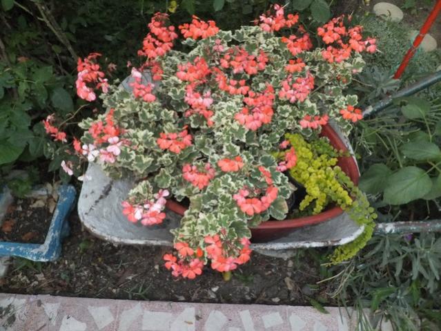 Name:  DSCF9064.jpg
Views: 265
Size:  67.2 KB