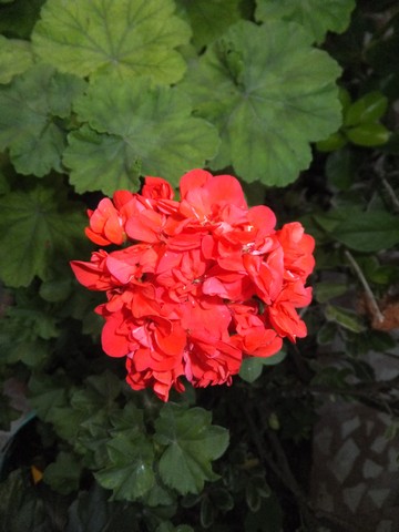 Name:  DSCF9078.jpg
Views: 456
Size:  52.2 KB