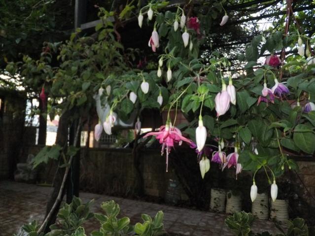Name:  DSCF9080.jpg
Views: 551
Size:  55.7 KB