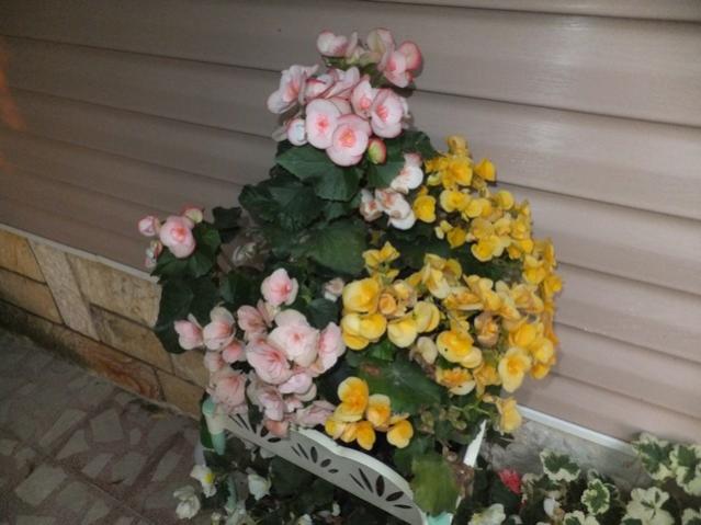 Name:  DSCF9082.jpg
Views: 484
Size:  41.1 KB