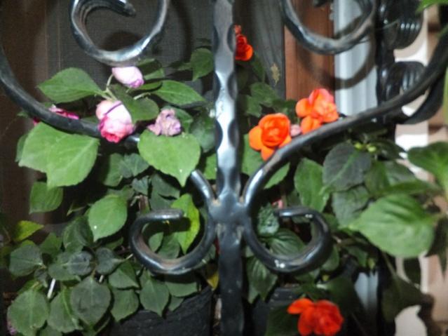 Name:  DSCF9085.jpg
Views: 273
Size:  43.6 KB