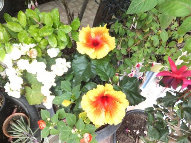 Name:  DSCF9086.jpg
Views: 272
Size:  63.3 KB