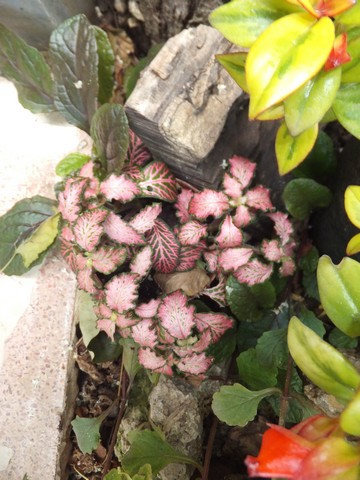Name:  DSCF9090.jpg
Views: 278
Size:  69.5 KB