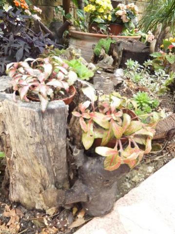 Name:  DSCF9091.jpg
Views: 276
Size:  44.2 KB