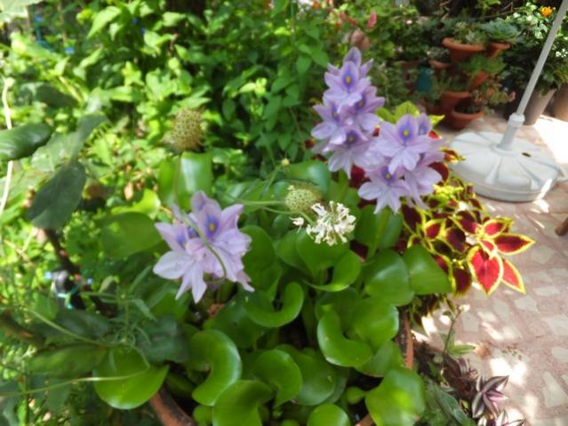 Name:  DSCF9104.jpg
Views: 288
Size:  54.8 KB
