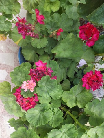 Name:  DSCF9110.jpg
Views: 281
Size:  69.3 KB