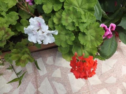 Name:  DSCF9113.jpg
Views: 294
Size:  29.6 KB