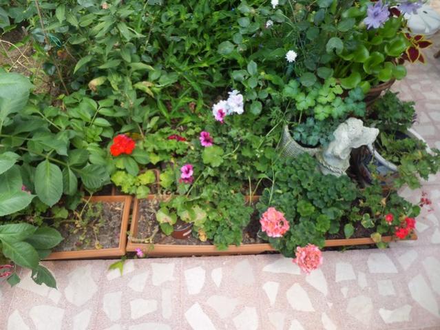 Name:  DSCF9117.jpg
Views: 270
Size:  63.0 KB