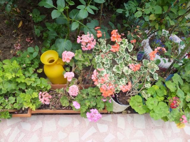 Name:  DSCF9119.jpg
Views: 280
Size:  66.1 KB