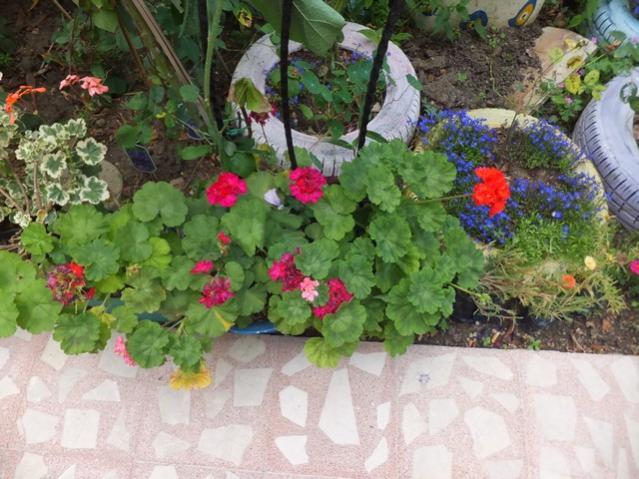 Name:  DSCF9120.jpg
Views: 291
Size:  60.0 KB