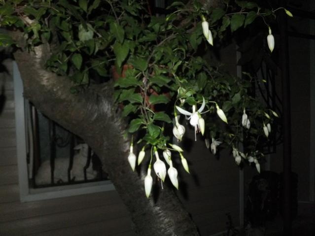 Name:  DSCF9142.jpg
Views: 259
Size:  35.8 KB