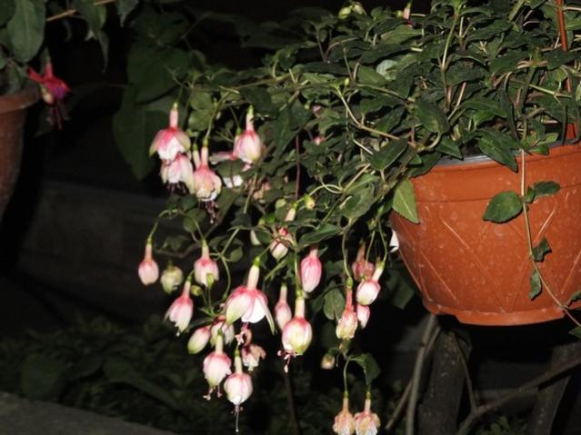 Name:  DSCF9145.jpg
Views: 281
Size:  47.5 KB