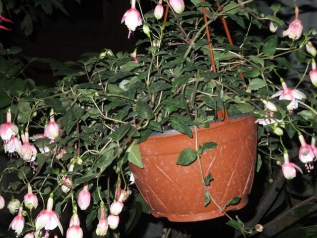 Name:  DSCF9146.jpg
Views: 521
Size:  61.0 KB