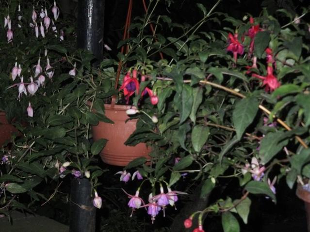 Name:  DSCF9148.jpg
Views: 517
Size:  52.5 KB