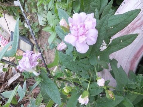 Name:  DSCF9152.jpg
Views: 273
Size:  34.5 KB