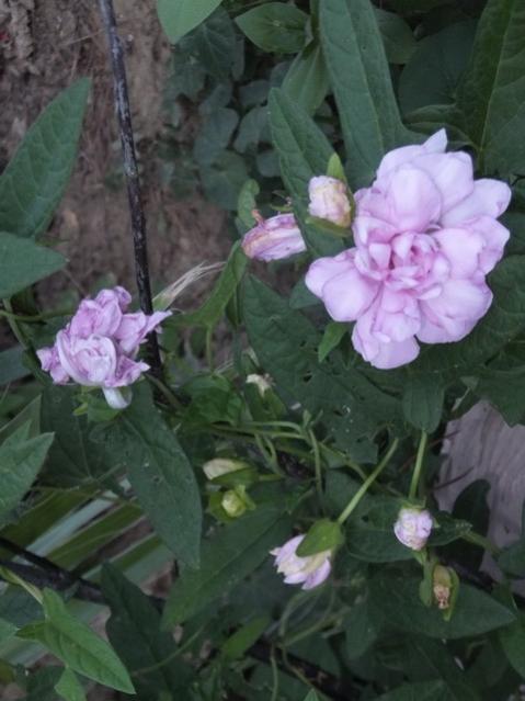 Name:  DSCF9153.jpg
Views: 265
Size:  39.8 KB