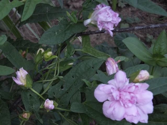 Name:  DSCF9158.jpg
Views: 256
Size:  38.2 KB