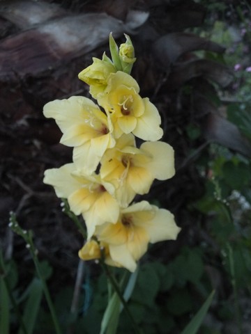 Name:  DSCF9171.jpg
Views: 270
Size:  43.5 KB