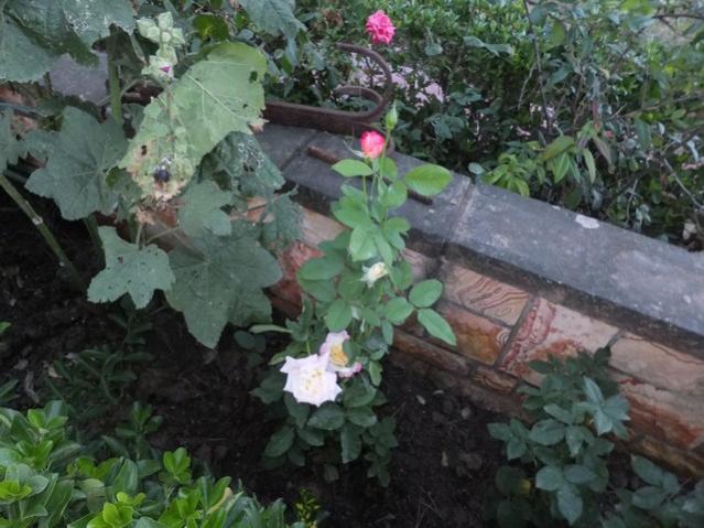 Name:  DSCF9174.jpg
Views: 262
Size:  54.3 KB