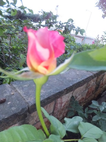 Name:  DSCF9176.jpg
Views: 250
Size:  62.3 KB