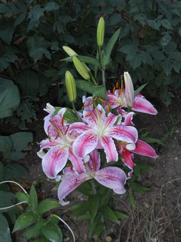 Name:  DSCF9182.jpg
Views: 270
Size:  67.4 KB