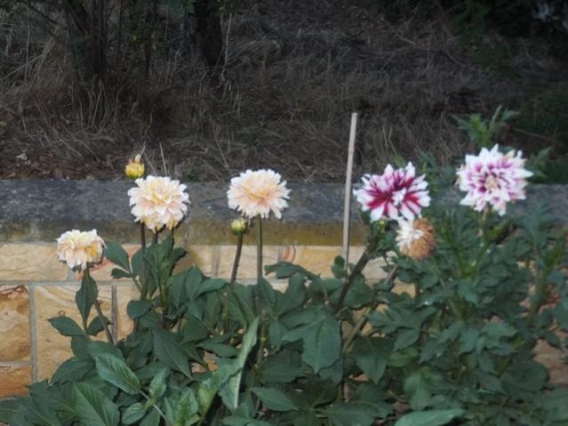 Name:  DSCF9184.jpg
Views: 268
Size:  48.2 KB