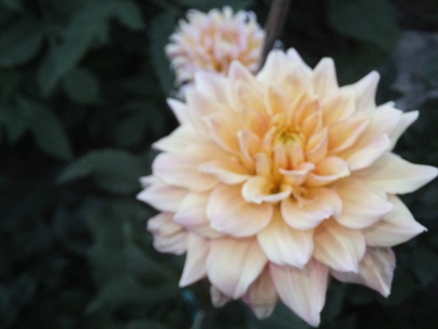 Name:  DSCF9187.jpg
Views: 262
Size:  54.4 KB