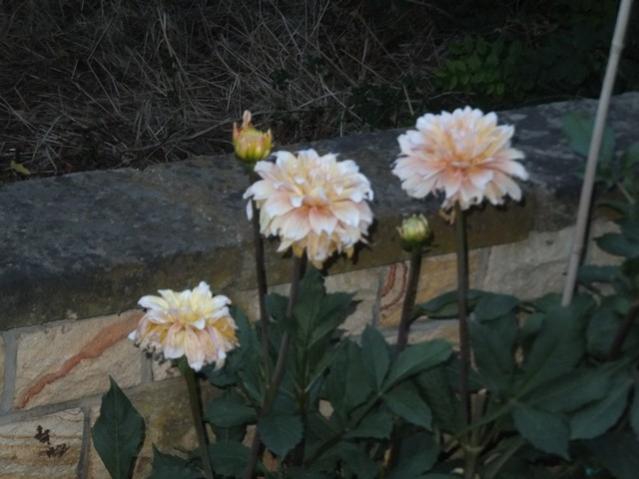 Name:  DSCF9188.jpg
Views: 262
Size:  38.7 KB