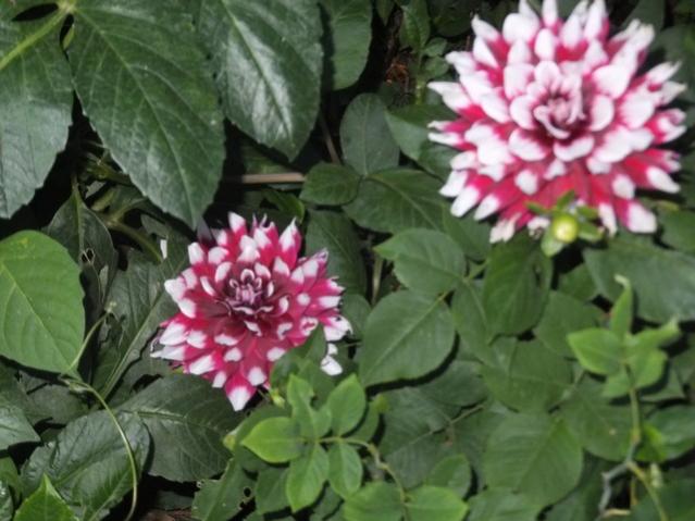 Name:  DSCF9192.jpg
Views: 273
Size:  46.5 KB
