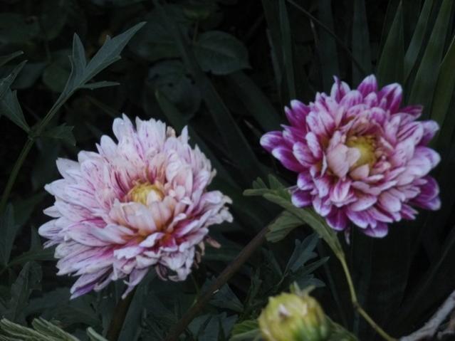 Name:  DSCF9195.jpg
Views: 273
Size:  36.2 KB