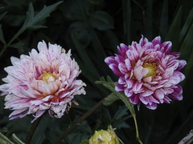 Name:  DSCF9196.jpg
Views: 270
Size:  36.6 KB