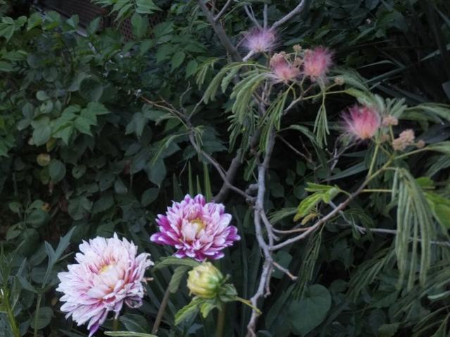 Name:  DSCF9197.jpg
Views: 307
Size:  51.0 KB